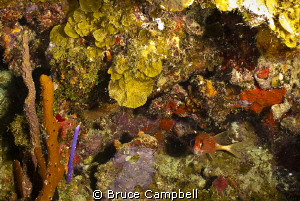 In the British Virgin Islands the Indians dive site is so... by Bruce Campbell 
